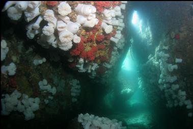 tunnel at Swordfish Island