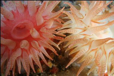 crimson anemones at Race Rocks