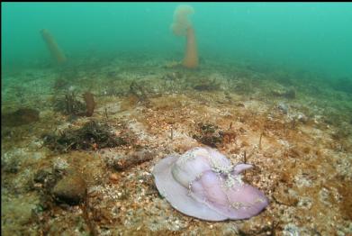 moon snail