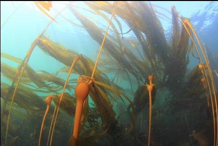 bull kelp