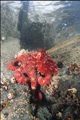 octopus at East Sooke Park