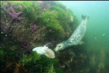 seal eating lingcod head at Whytecliff Park