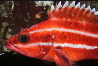 yelloweye rockfish at Madrona Point