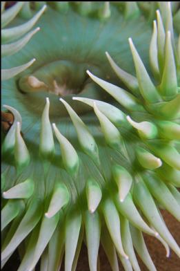giant green anemone