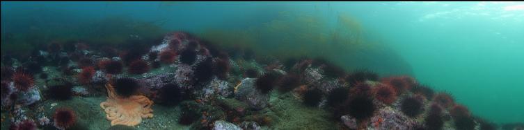 Shallows at Quadra Island