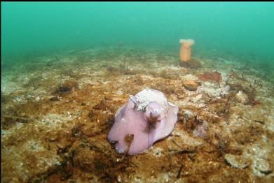 another moon snail