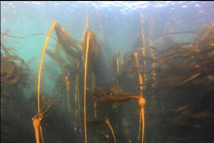 bull kelp