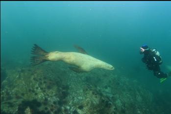 Sea lion at Race Rocks