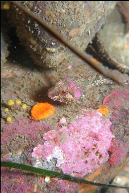 sculpin and cup coral