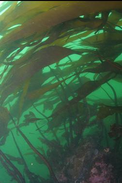 KELP AT TOP OF SEWER PIPE REEF