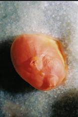 TUNICATE SURROUNDED BY ASCIDIANS