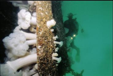 DIVER AND PLUMOSE ANEMONES ON WRECK