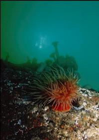 ANEMONE ON WALL