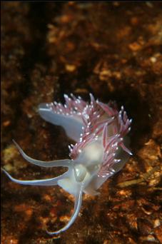 SAME NUDIBRANCH