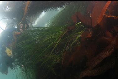 kelp in shallows