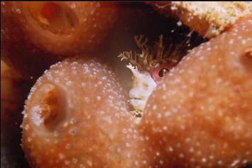 DECORATED WARBONNET IN TUNICATE COLONY