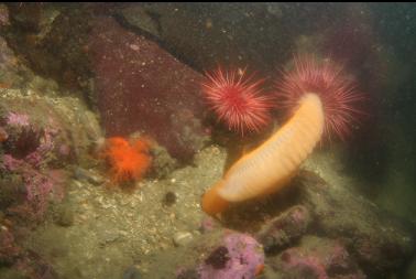 sea pen, orange cucumber and urchins