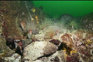 tube-dwelling anemones