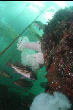 rockfish and anemones in kelp