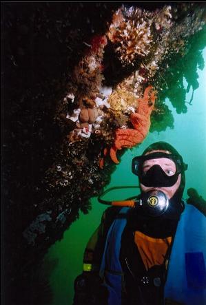 DIVER AND SEA STAR ON WALL