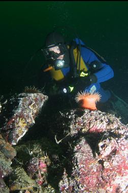 swimming anemones