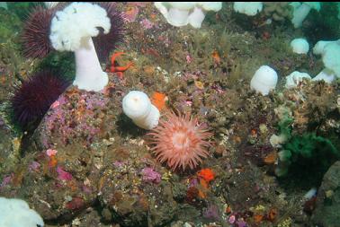 crimson anemone