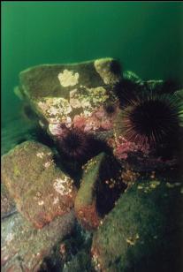 URCHINS ON ROCKS 