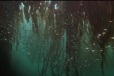 herring in kelp