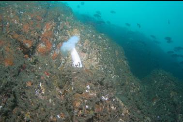 plumose anemone on wall