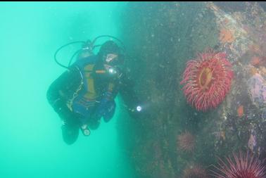 fish-eating anemone on wall