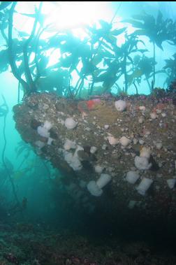 plumose anemones under iron hull plating