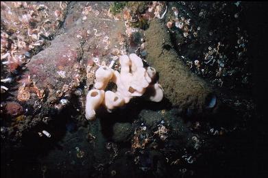 SMALL CLOUD SPONGE AND BOOT SPONGE ON WALL