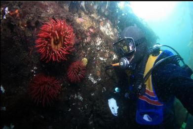 fish-eating anemones