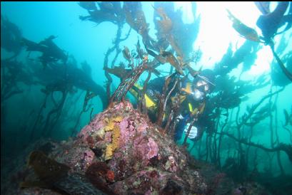 stalked kelp in shallow area