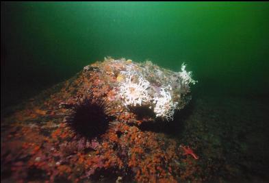 BASKET STARS AND CUP CORALS