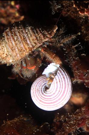 mating hermit crabs