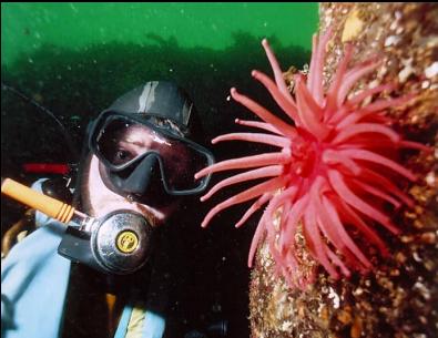 CRIMSON ANEMONE