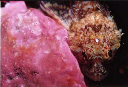 SCULPIN