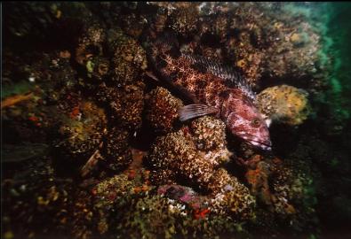 LINGCOD ON WALL