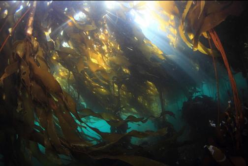 bull kelp