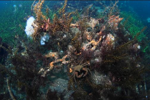 kelp crab and chain