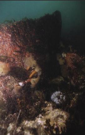 ANEMONES IN SHALLOWS