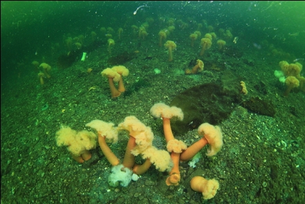 plumose anemones