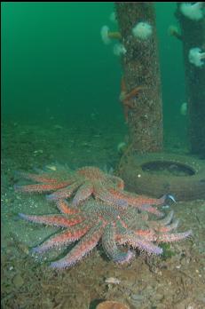 SUNFLOWER STARS UNDER DOCK