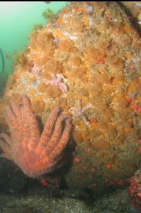 SUNFLOWER STAR AND BRYOZOANS