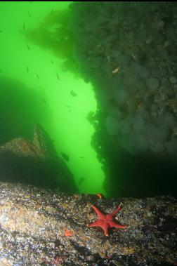 SEASTAR, FISH AND PLUMOSE ANEMONES