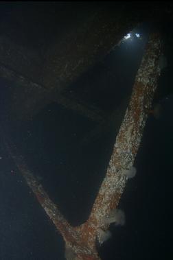 SUPPORT BEAMS INSIDE BARGE