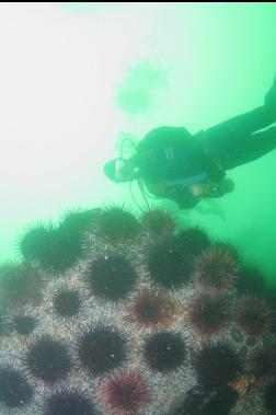 URCHINS ON BOULDER