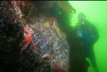 SEASTARS AND SEA PEACH TUNICATE