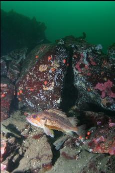 BROWN ROCKFISH